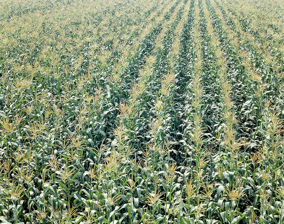 Zea mays, Poaceae, Granoturco