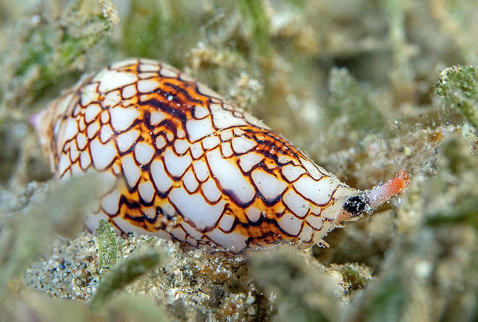 Aqu&iacute;, un juvenil. Tras la metamorfosis, los juveniles siguen una dieta que puede ser muy diferente a la de los adultos o las larvas.