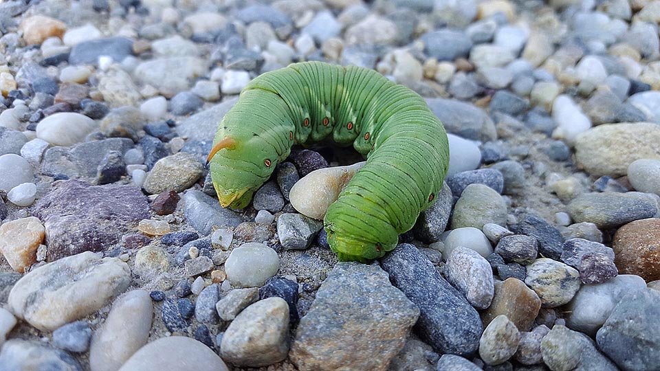 La chenille se développe aux dépends des feuilles de Convolvulus. À maturité, elle quitte la plante hôte et après un périple risqué à découvert, comme cet insolite spécimen vert aux faux yeux rouges, elle atteint rapidement l'endroit idoine pour s’envelopper de débris végétaux et se transformer en chrysalide sous terre © Dellera