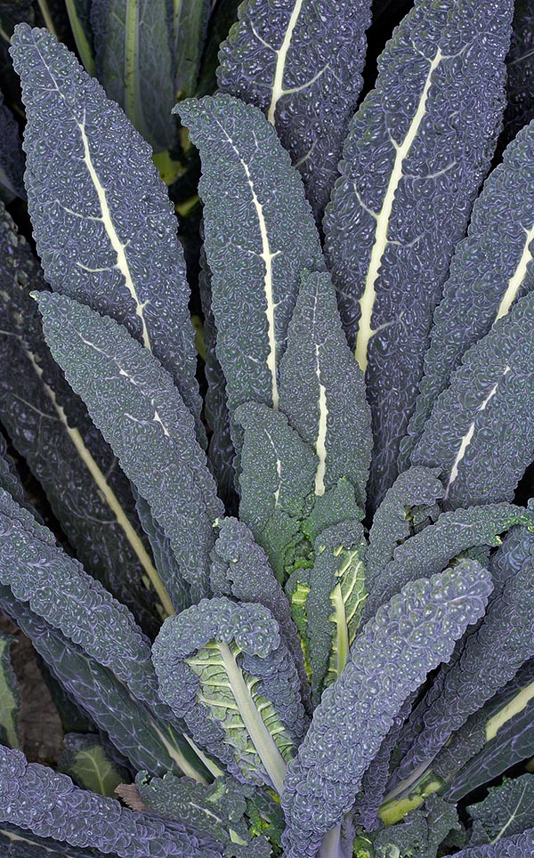 The long and bullate leaves, very dark, are appropriate for salades, potatoes and cheese croquettes, soups or even, for the substance, for unusual chips to garnish appetizers © Giuseppe Mazza