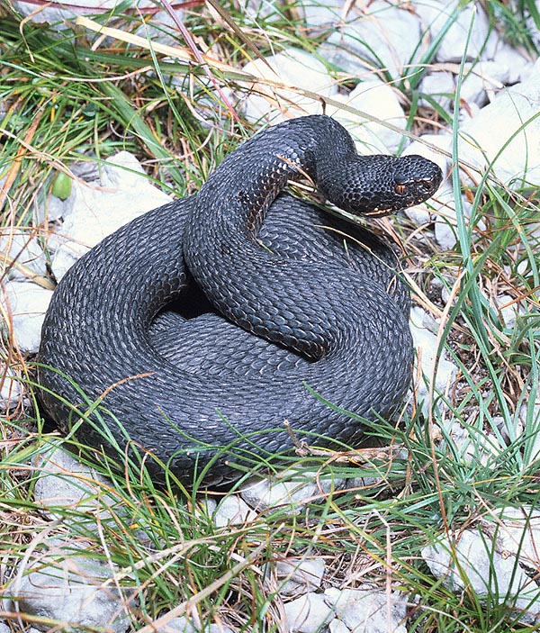 La Vipera berus è un serpente prudente e tranquillo che sfrutta il mimetismo per difendersi dai predatori. Quando è importunato si ritira nel suo rifugio e solo se ogni via di fuga è interdetta gonfia il corpo, pronto a mordere, contro voglia, in posizione difensiva, cercando di spaventare l’aggressore © Giuseppe Mazza