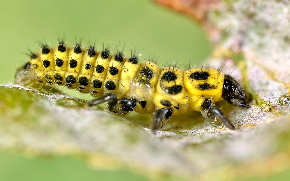 Psyllobora vigintiduopunctata, Coccinellidae, Coccinella gialla