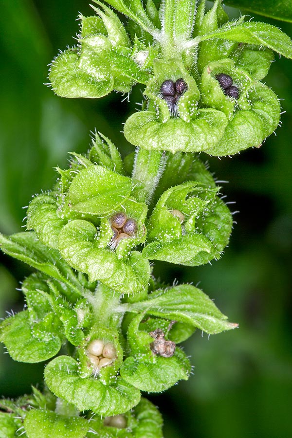 Cuttings apart, we can overcome the obstacle with the seeds, seen here at various stages of ripening © Giuseppe Mazza