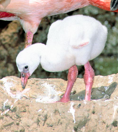 Phoenicopterus ruber, American flamingo, Phoenicopteridae