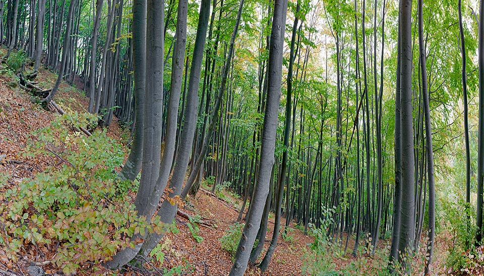 The wood is hard and heavy but easy to work. It is always ever since an excellent fuel, able as it is to be transformed in very appreciated charcoal. The beechwoods are managed as coppice or as high forest, even if the coppice way is presently in progressive abandonment, with the resulting conversion to high forest © Giuseppe Mazza