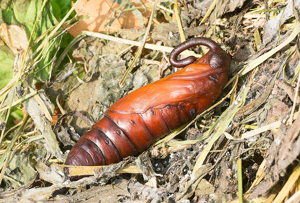 The chrysalis, here for the picture in open air, shows an odd umbrella handle shaped involucre intended for the proboscis. The Agrius convolvuli incubation lasts about 2 weeks and the last generation, if doesn't die frozen during the winter, will flicker after months, about June, in the following year © Gianfranco Colombo 