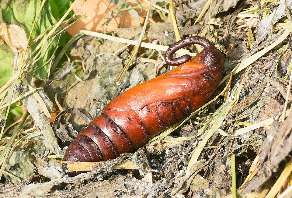 La chrysalide, ici mise à découvert, montre le curieux involucre en poignée de parapluie destiné à la longue spiritrompe. L'incubation d’Agrius convolvuli dure environ 2 semaines et la dernière génération, si elle ne meurt pas pendant l'hiver, éclora après plusieurs mois, vers juin, l'année suivante © Gianfranco Colombo 