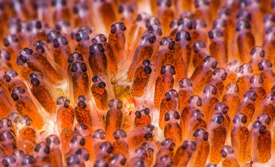 Spectaculaire image des œufs avec des larves en cours de croissance. Les yeux sont déjà bien visibles. Dès leur naissance les larves mènent une vie pélagique emportées par les courants. Une fois achevé le dernier stade larvaire les juvéniles chercheront une actinie qui n’a pas de poisson ou qui a une propriétaire accueillante