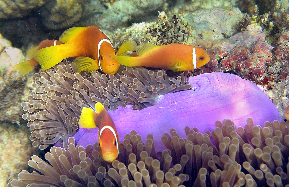 Quand elle meurt le plus gros change de sexe et la remplace. Amphiprion nigripes pourrait très bien vivre en aquarium mais son anémone est souvent trop encombrante