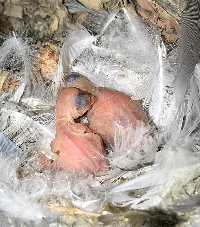 Apus pallidus, Apodidae, Pallid swift, newborn