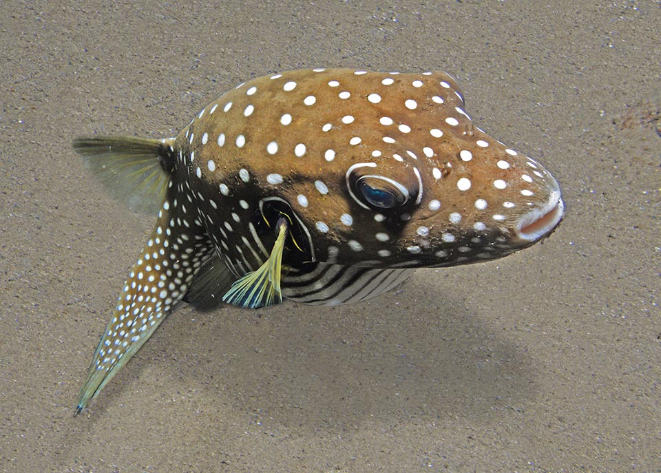 The background colour may be grey, brown or greenish with white circles around the eyes and the pectoral fins. The belly is crossed by white parallel lines 