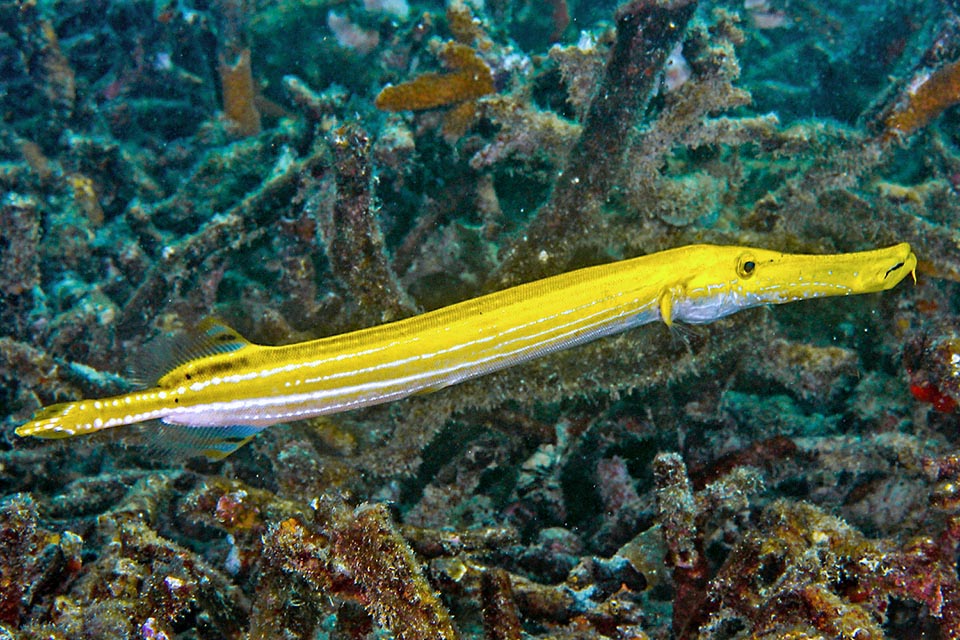 The dorsal fin is formed by 8-13 well separated spiny rays, that it raises in case of danger, and by an unarmed part, very backward, symmetrical to anal fin 