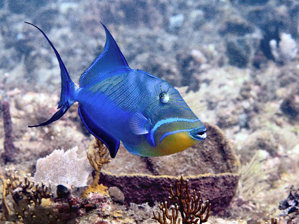 La bocca è robusta, armata da 4 solidi denti, per forare le corazze di crostacei, molluschi e ricci di mare che rovescia, per non essere punto, con potenti getti d’acqua