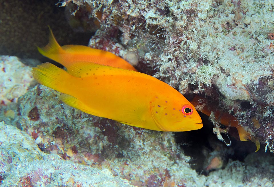 Les larves rejoignent les fonds après deux mois de vie planctonique. Chez les juveniles de Cephalopholis miniata, au début, la couleur est jaune avec quelques petites taches foncées