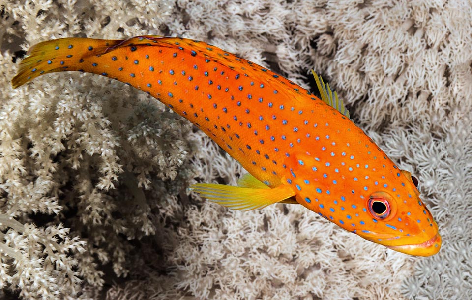 The subadults assume orange hues while the blue spots do appear. The growth is very slow and are needed 4,5-14 years for doubling the populations