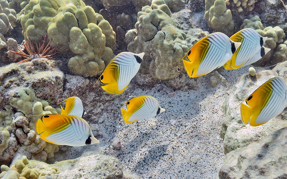 Lives alone or in pairs in the reproductive time, but at times migrates on long distances in numerous in groups looking for new areas to exploit 