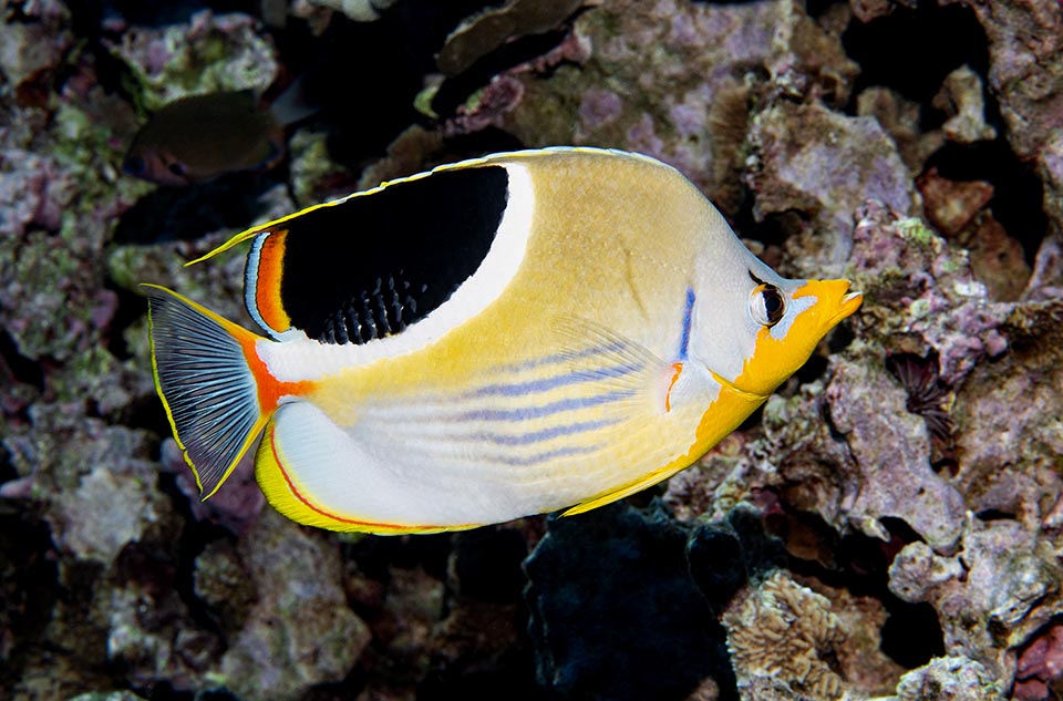 In addition to coral polyps, small crustaceans, polychaetas and fish eggs, the Saddled butterflyfish eats also filamentous algae infesting the reefs