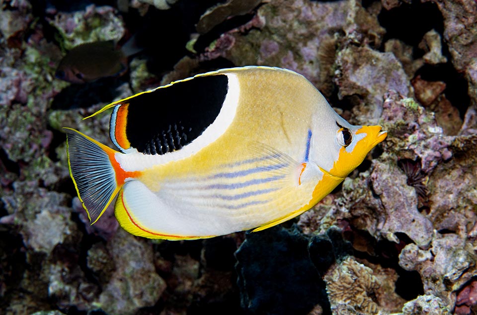 En plus de polypes de coraux, de petits crustacés, de polychètes et d'œufs de poisson le Poisson-papillon sellé se nourrit des algues filamenteuses invasives des récifs 