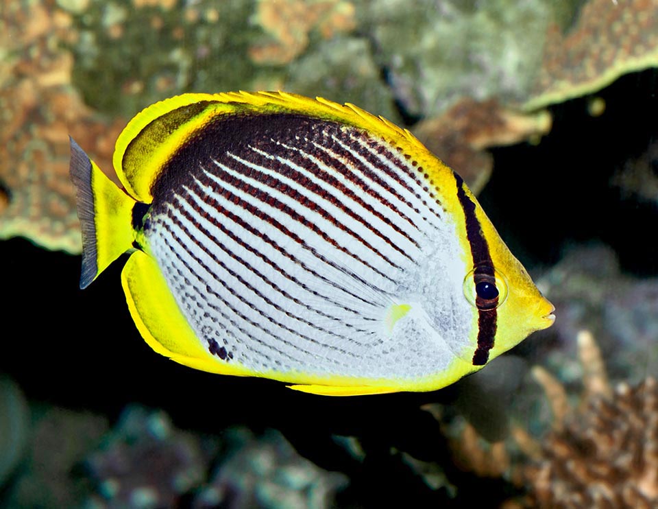 Usually lives solitary or in pairs, but have been noted also showy gatherings, like in the photo above, that lead to think to a collective pelagic reproduction