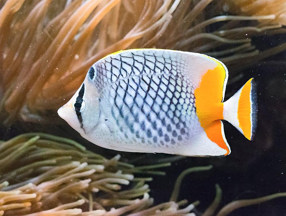 Bien qu'on le capture parfois pour les aquariums, grâce à son régime varié et à sa très bonne résilience, Chaetodon xanthurus n'est pas une espèce menacée