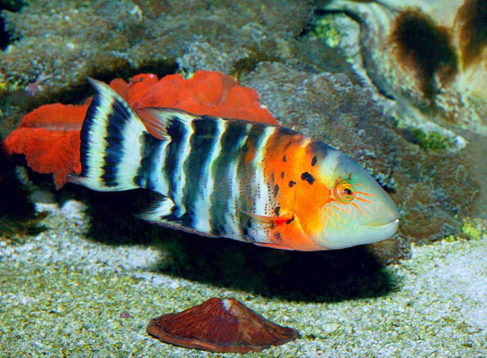 Reproduction occurs in group, often in the afternoon in shallow waters, with males fecundating from above the eggs and patrol the territory to protect them