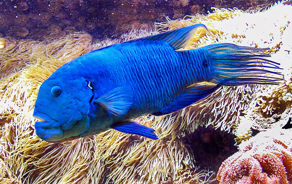 Mais vu sa taille et sa chair de qualité, Cheilinus lunulatus est, plus que par les aquariums, menacé localement par les pêcheurs et se prend hélas souvent dans les filets