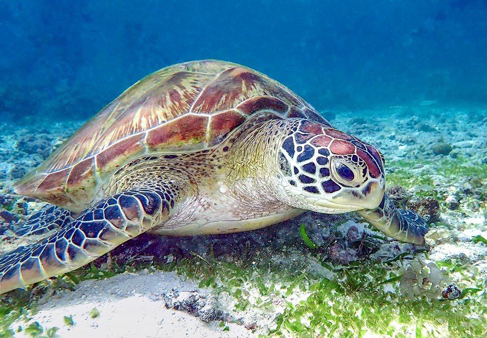 Esta alimentación herbívora a base de cogollos contribuye al color de la grasa de este animal y de ahí el nombre vulgar de tortuga verde 