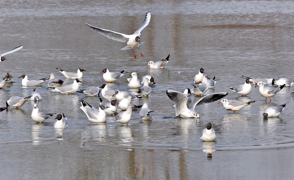 Chroicocephalus ridibundus, Black-headed gull 