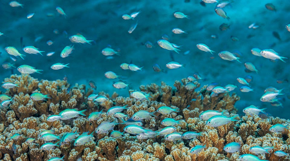 School of juveniles. They will soon learn that they are safe among the arms of the Acropora