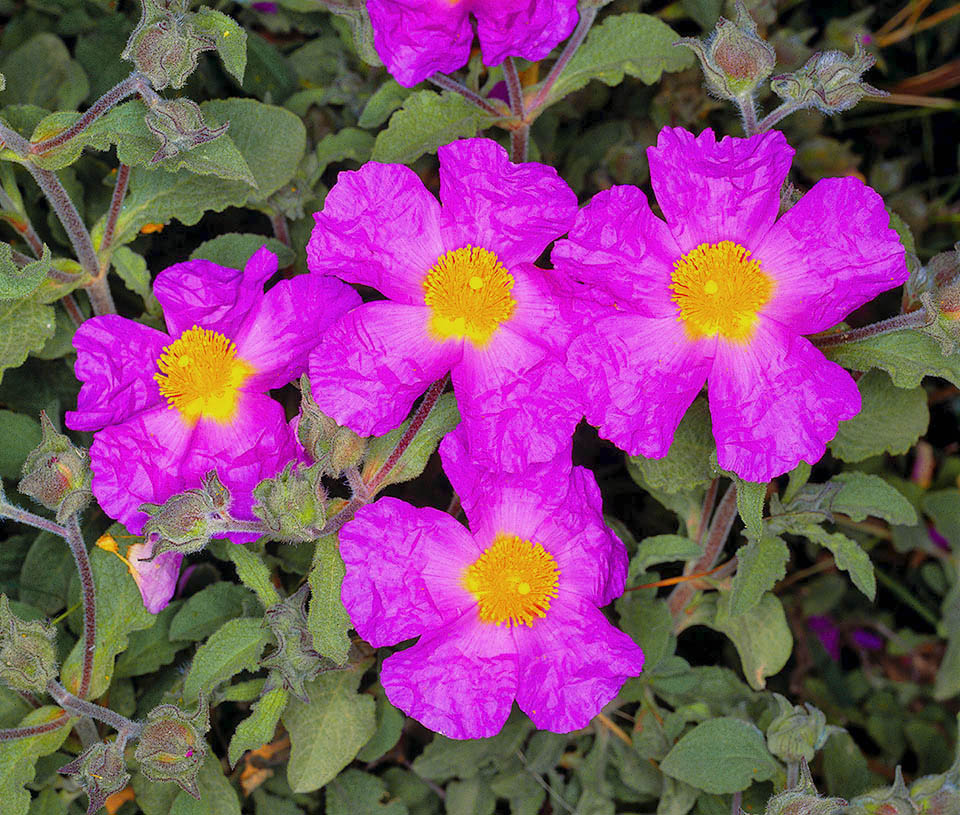 Cistus creticus Qui all’opposto le foglie sono meno appuntite ed il colore dei petali, molto intenso, tende al rosso violaceo.
