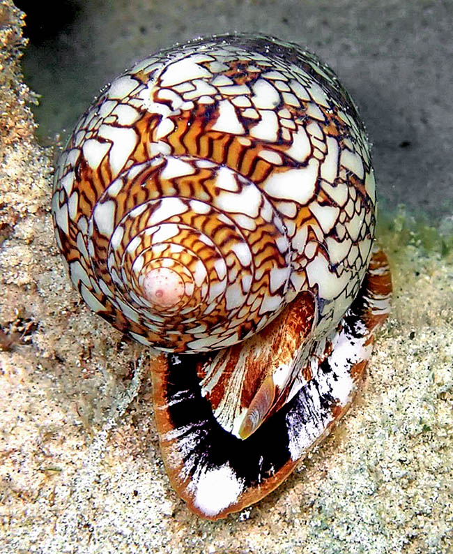 En el dorso, se nota un peque&ntilde;o op&eacute;rculo c&oacute;rneo en forma de garra, doblado hacia adentro para anclarse al sustrato.