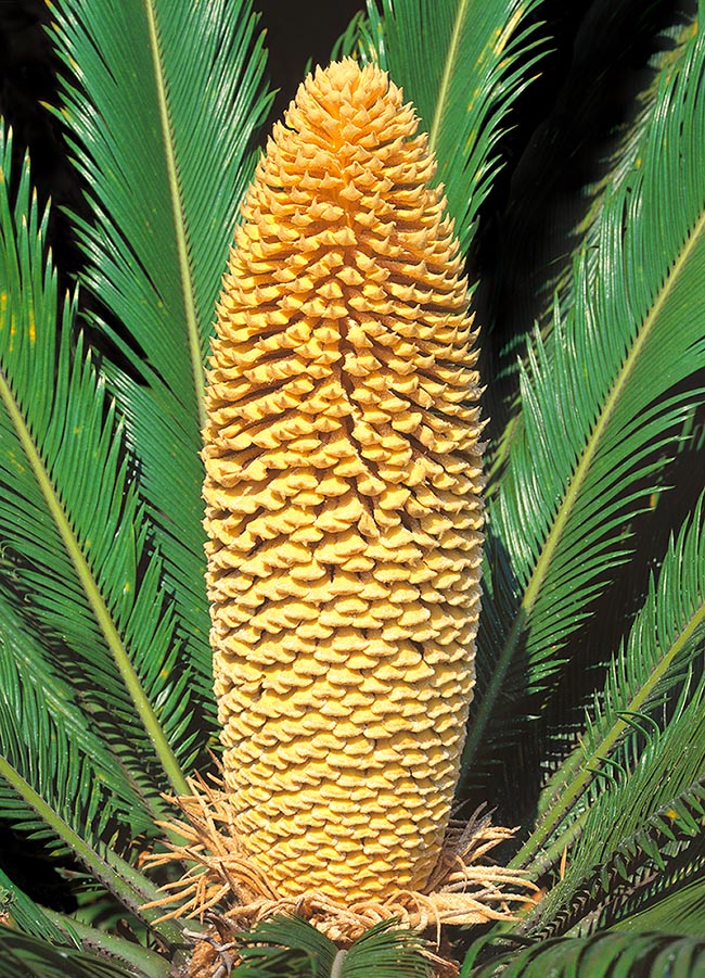 The pollen, produced by cones like this of a male, must in fact send in the ovule through the pollen tube its 2 ciliate gametes that the must reach by swimming the female gamete of Cycas revoluta in the inner liquid.