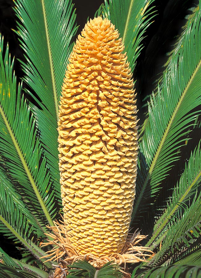 Il polline di Cycas revoluta, prodotto da coni come questo di un maschio, deve infatti veicolare nell’ovulo attraverso il tubetto pollinico i suoi 2 gameti ciliati che devono raggiungere poi a nuoto il gamete femminile nel liquido interno.