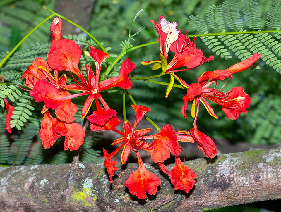 Las flores de Delonix regia, ligeramente perfumadas y ricas en néctar, miden unos 10 cm de ancho y están dispuestas en inflorescencias racemosas en forma de corimbo con 6-14 elementos.