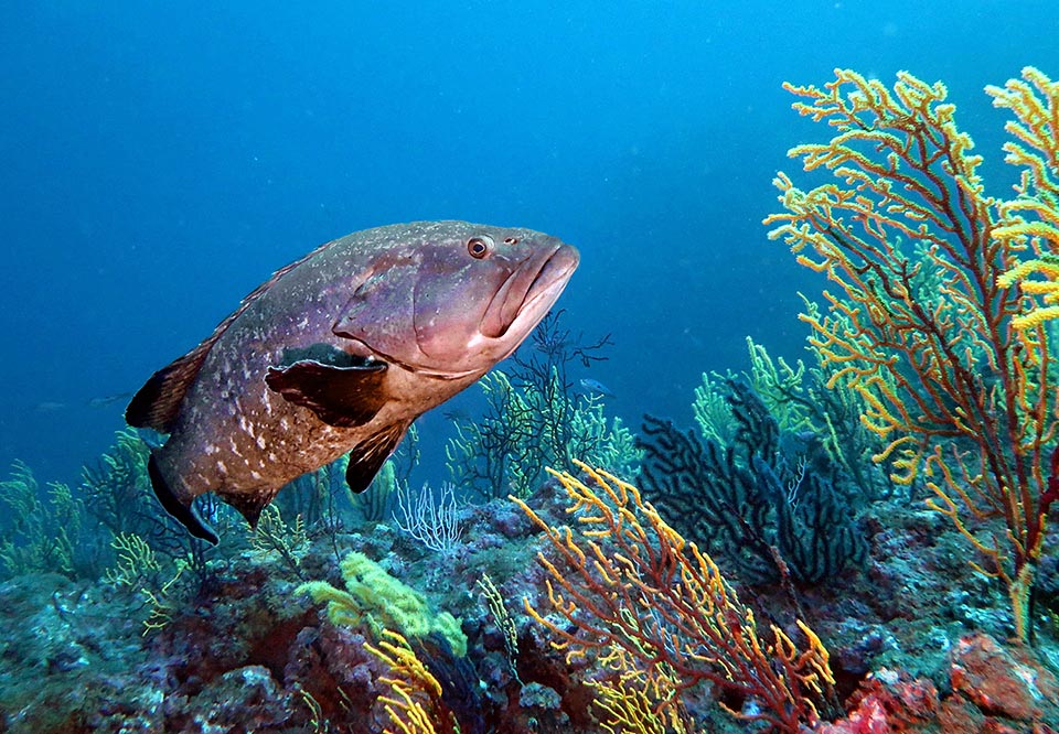 For the reproduction small aggregations take form with one or two males and some females. The eggs, fecundated in open sea, are entrusted to currents 