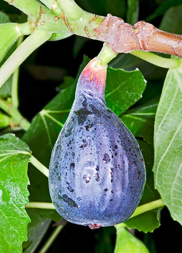 Ficus carica, Figuier commun, Moraceae