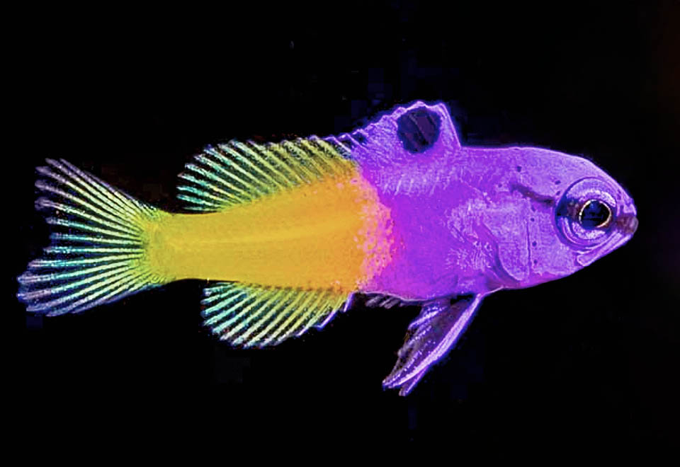 Gramma loreto Qui un giovane. L’allevamento ha ridotto i prelievi in natura e Gramma loreto non è oggi considerato una specie a rischio.