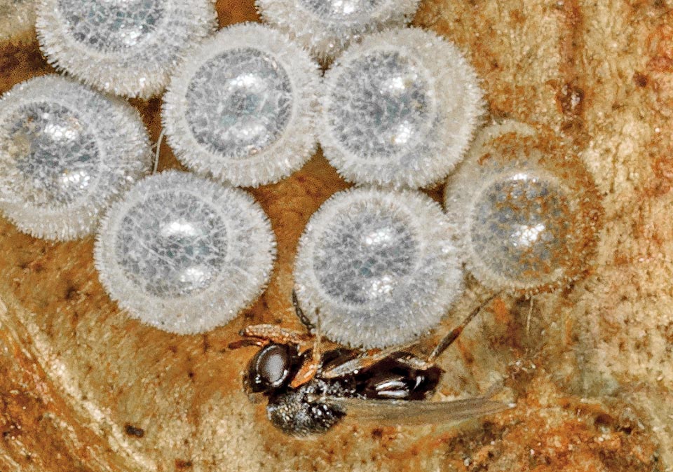 Parfois les pontes sont trouvées par les femelles adultes d'hyménoptères parasitoïdes qui pondent à l'intérieur et leurs larves y grandissent aux dépens de leur hôte