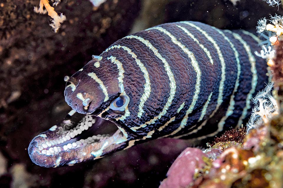 Niente canini aguzzi, perché le loro prede non scappano, ma file di denti molariformi, presenti anche sul palato, per frantumare come uno schiaccianoci conchiglie e carapaci.