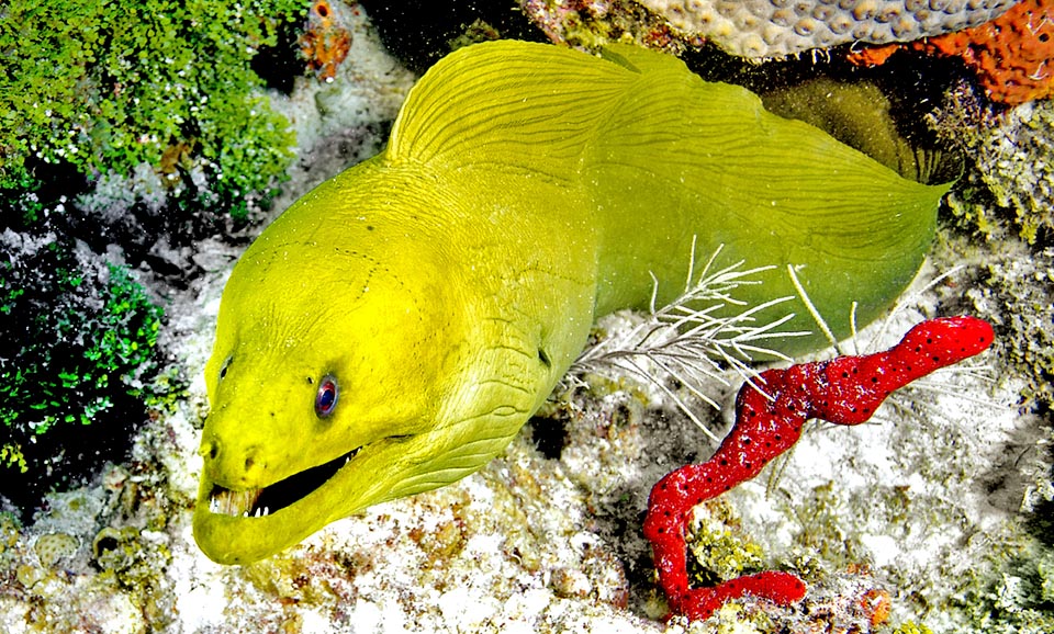 La véritable livrée de Gymnothorax funebris est marron. Sa couleur jaune verdâtre résulte du mucus qu'elle sécrète pour se protéger des bactéries et des parasites.