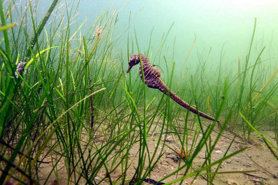 Hippocampus guttulatus swimming.