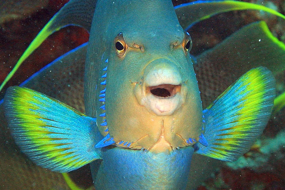 Holacanthus bermudensis ha encontrado pareja.