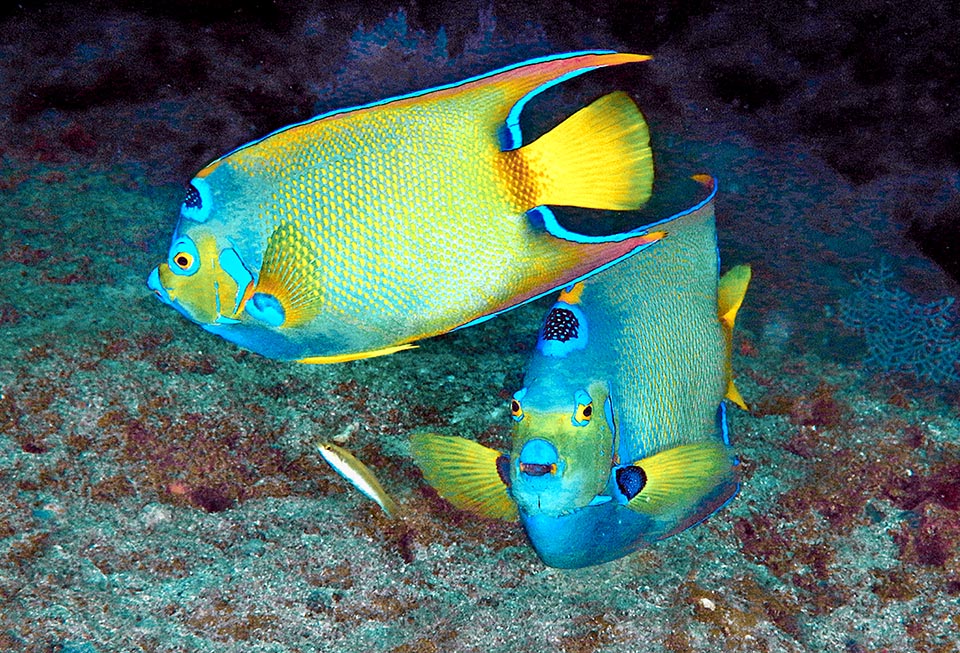 Couple d'Holacanthus ciliaris.