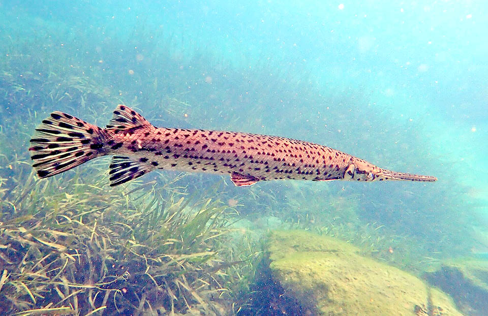 Lepisosteus-osseus Les œufs venimeux et verdâtres, aussi gros que ceux du saumon, sont fixés à la végétation et éclosent au bout de quelques semaines. Ce n'est pas une espèce menacée.