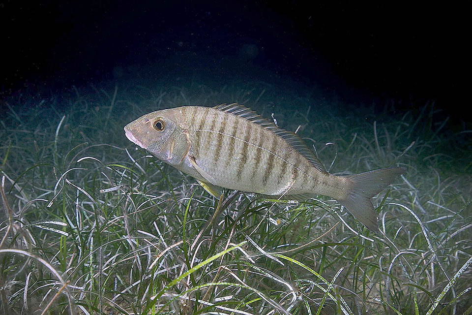 Lithognathus mormyrus, Marmora, Mormora Come le orate Lithognathus mormyrus è una specie ermafrodita proterandrica, con maschi che possono trasformarsi in femmine, ma esistono anche quelle gonocoriche che sono tali dalla nascita.