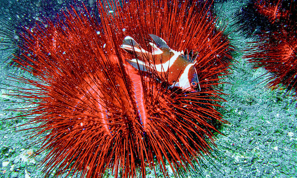 When they don't grow sheltered by mangroves, the juveniles o Lutjanus sebae often refuge among the spines of Astropyga radiata, sea urchin more than 20 cm broad.