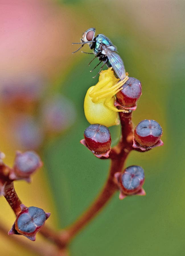 Particolare dell’infiorescenza femminile con frutti in crescita. Un ragno granchio commensale, avvalendosi della capacità della pianta di attirare gli insetti, ha catturato una mosca col suo morso velenoso