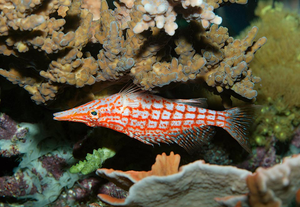 Oxycirrhites typus se le puede encontrar en cualquier lugar, incluso colgado cabeza abajo, para sorprender a pequeños crustáceos y pececillos.