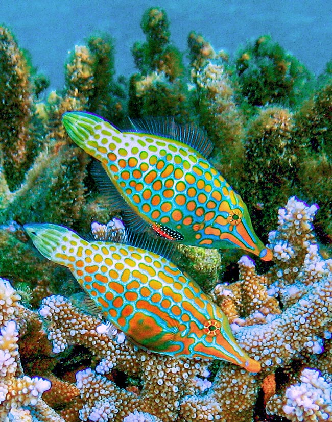 Oxymonacanthus longirostris Vive in coppia o piccoli gruppi. Dopo un burrascoso rituale d’accoppiamento, le uova vengono deposte fra le alghe .