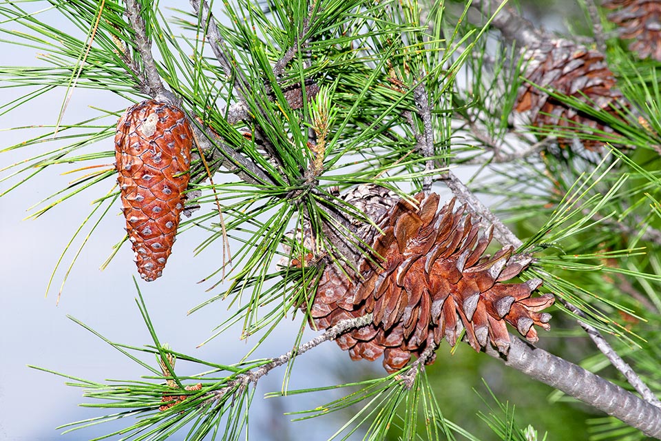 Pinus halepensis: la plupart des strobiles sont dits sérotineux.